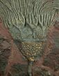 Spectacular Inch Moroccan Crinoid #1835-1